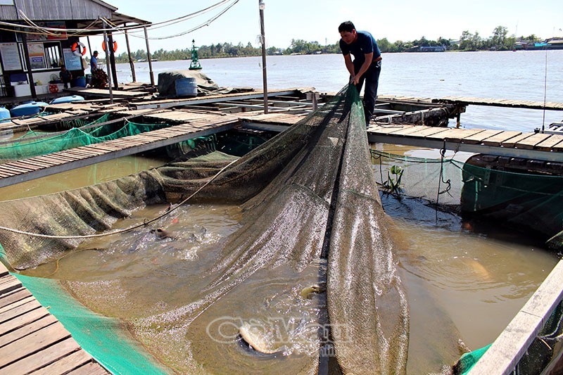 vua cá thác lác ông bảy1
