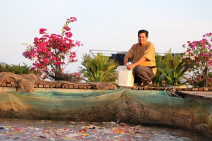 ong-Bay-Bon-nuoi-ca-Koi-lam-du-lich1