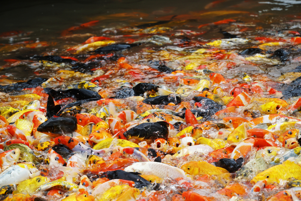 Cá Koi ngũ sắc ở bè cá cồn sơn