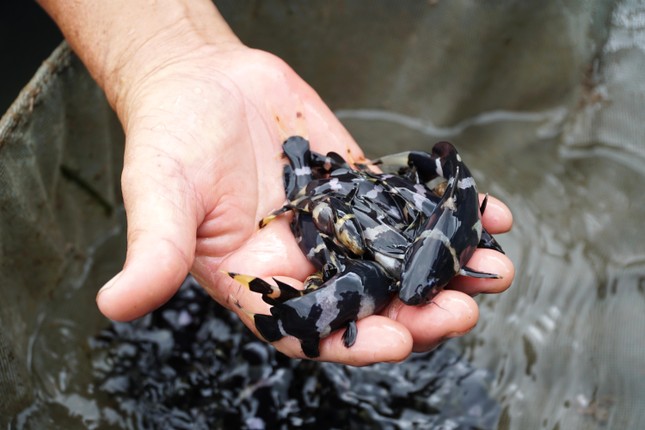 cận cảnh cá hiếm Cá chốt chuột1