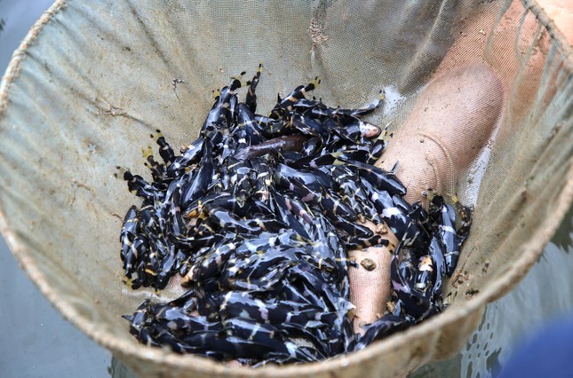 cận cảnh cá hiếm Cá chốt chuột 