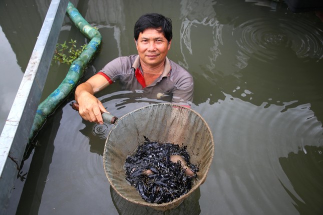 cá chốt chuột ở bè cá bảy bon
