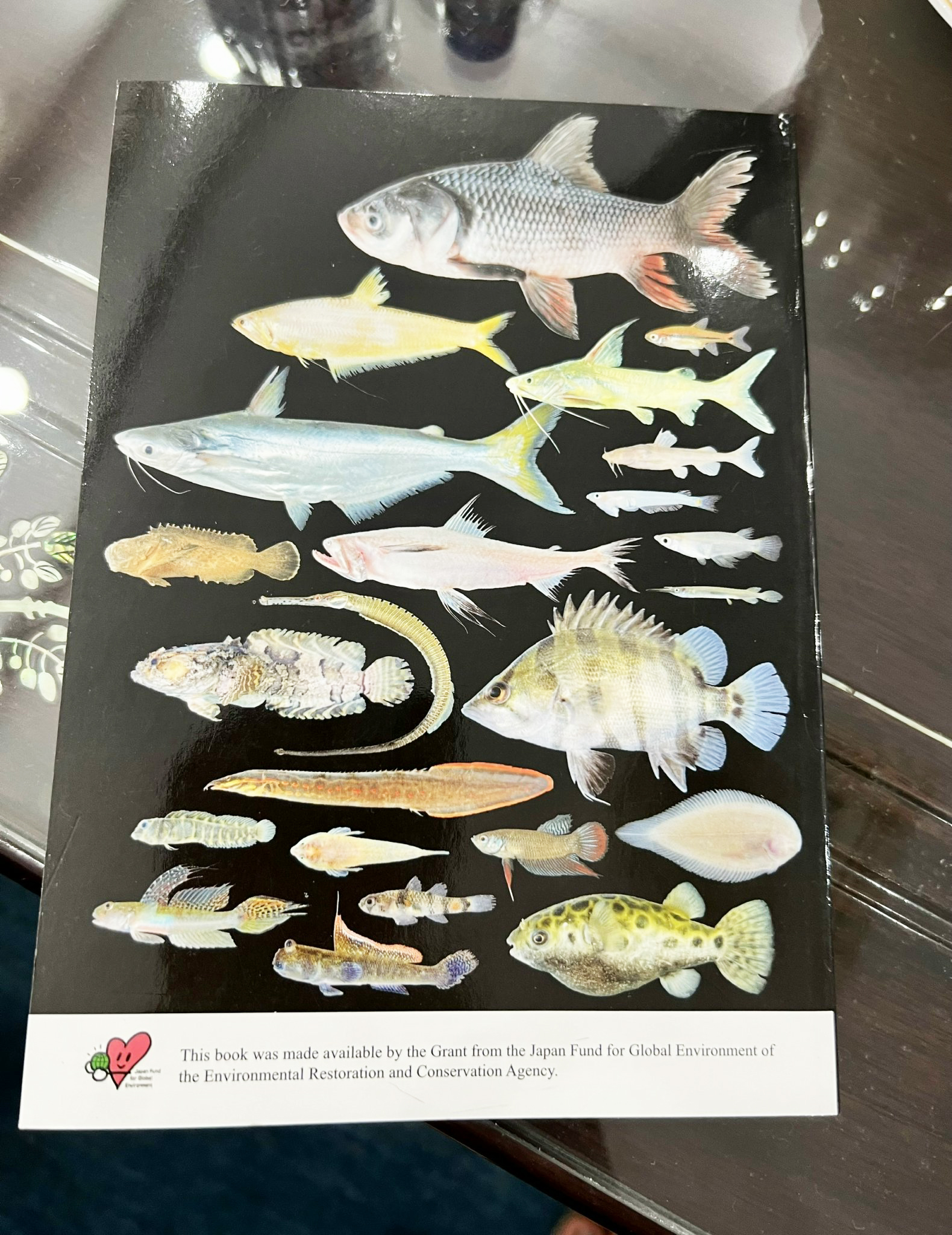 các loài cá tại bè cá bảy bon